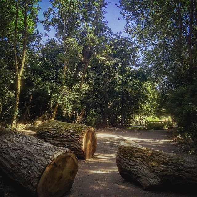 Cskoyles's tweet photo. Onwards we roll... π²ππ΄ββοΈ ... ... ...
...
ββββββ-
#freshairtherapy #mtblife #nature #outdoors #bikeride #cyclingsights #viewfrommyhandlebars #fallentree #pathlesstraveled #adventure #sunshine #summersday https://t.co/qjgpC8IXom https://t.co/oyluVu6TgH
