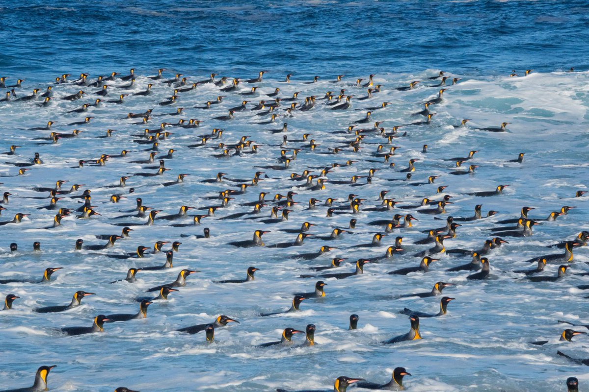 DeanAuthor's tweet photo. Save Our Seabirds 
- globally, we have lost 70% of our sea #birds in 70 years... excellent article @NatGeo explaining the key threats. 
VIEWER DISCRETION: some (necessarily) disturbing images
https://t.co/qvr6H385Nk #conservation #wildlife @extinctsymbol https://t.co/xh6KllvKOG