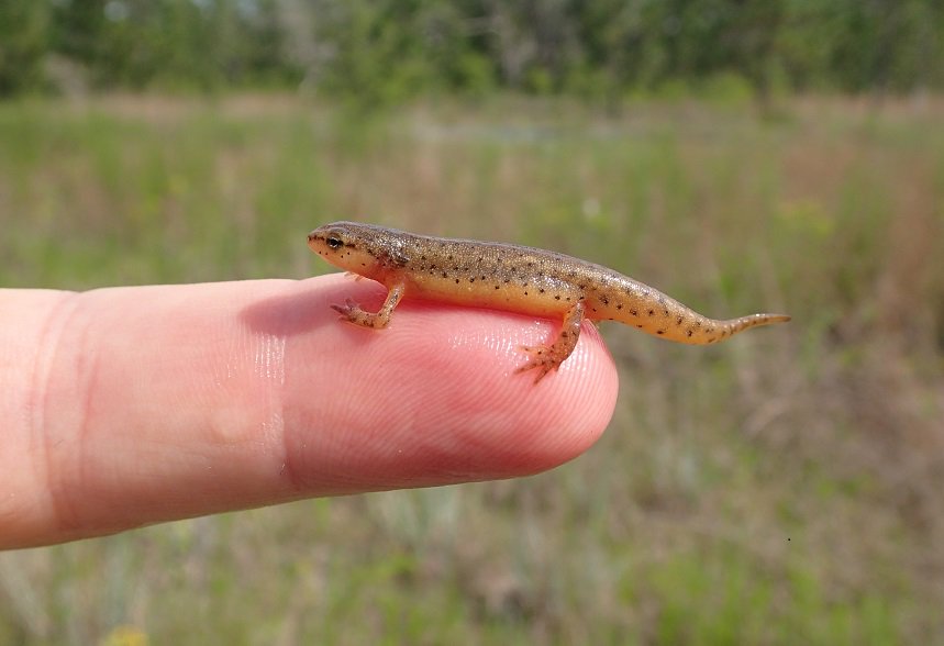 StripedNewts's tweet photo. Oh My Gosh...It is!!!  We just caught our first terrestrial eft in a drift fence for 2018!!!  This newt is exiting the pond just 2-3 days post-release.   What a cutie! https://t.co/oWf8MrAIW1