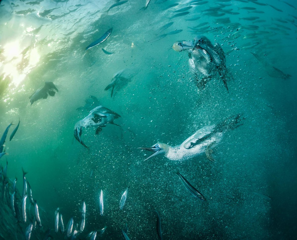 DeanAuthor's tweet photo. Save Our Seabirds 
- globally, we have lost 70% of our sea #birds in 70 years... excellent article @NatGeo explaining the key threats. 
VIEWER DISCRETION: some (necessarily) disturbing images
https://t.co/qvr6H385Nk #conservation #wildlife @extinctsymbol https://t.co/xh6KllvKOG