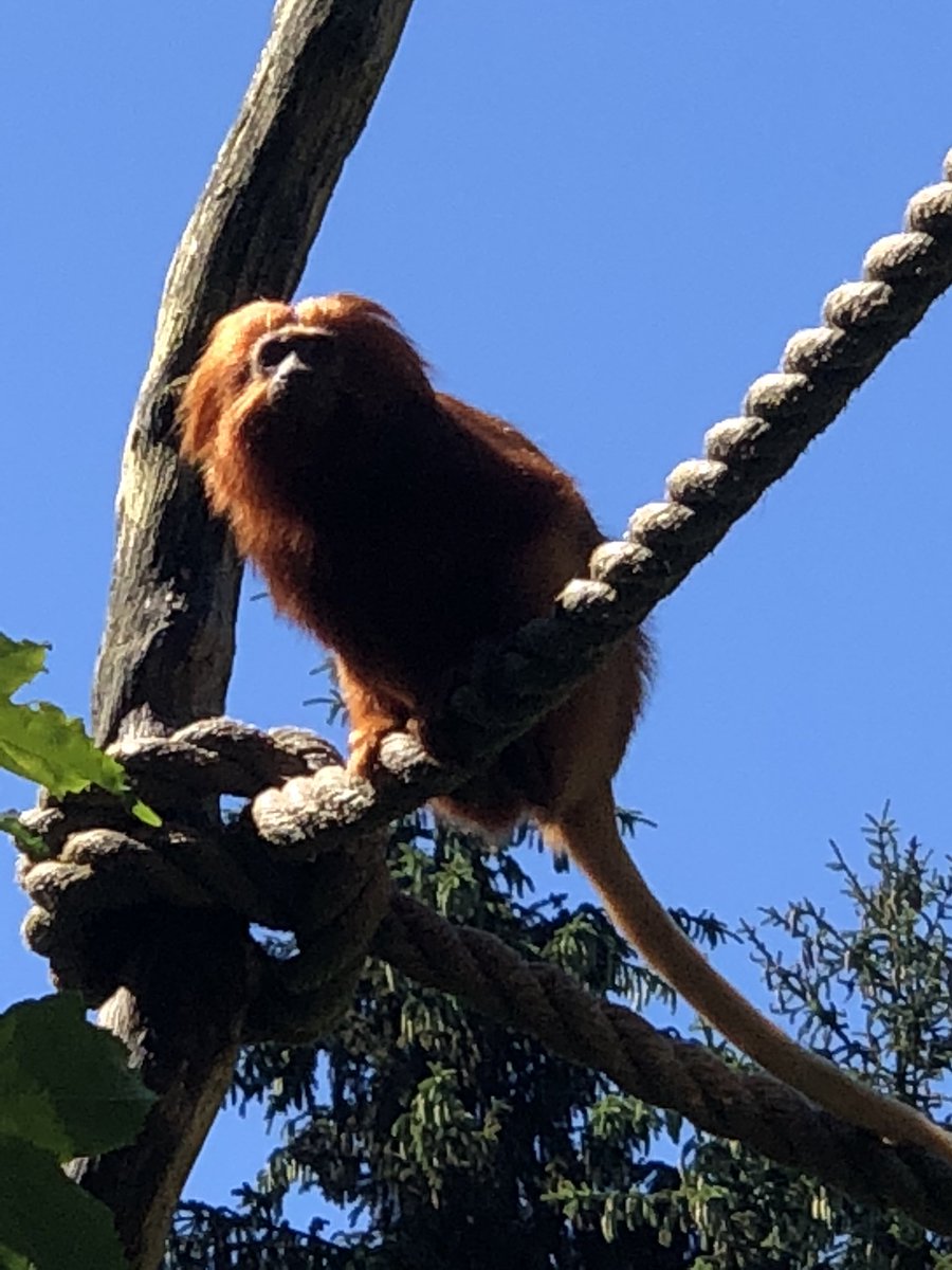 Mascha Simons tweet media