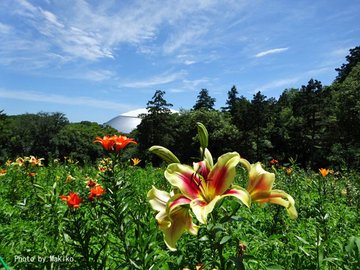 関東 ゆり園 19年ゆり祭り 見頃 開花状況 アクセス