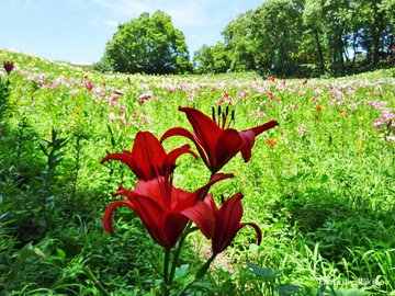 関東 ゆり園 19年ゆり祭り 見頃 開花状況 アクセス
