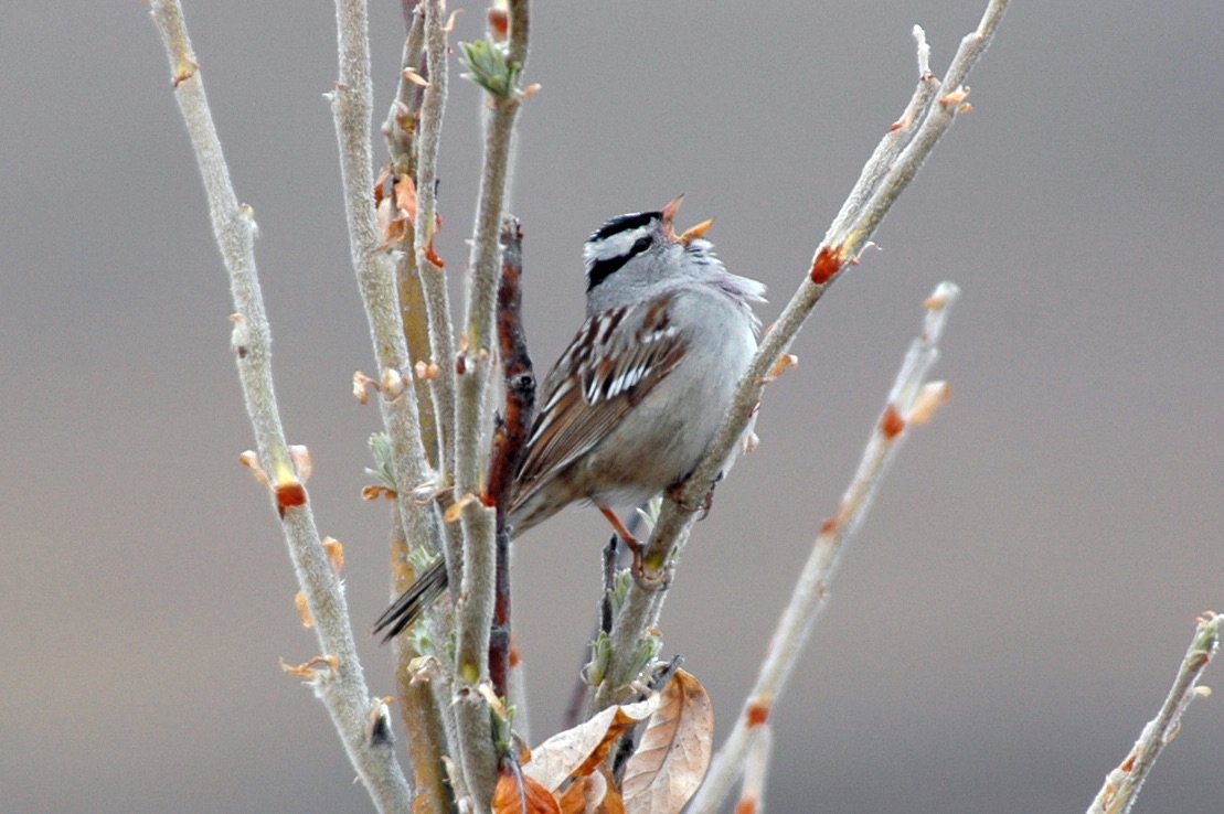 wildtechMB's tweet photo. Cool birds don't sing- acoustic monitoring of migratory birds in Alaska should include weather data
https://t.co/1SCE0D2GPC https://t.co/lYKkdXY5Bh