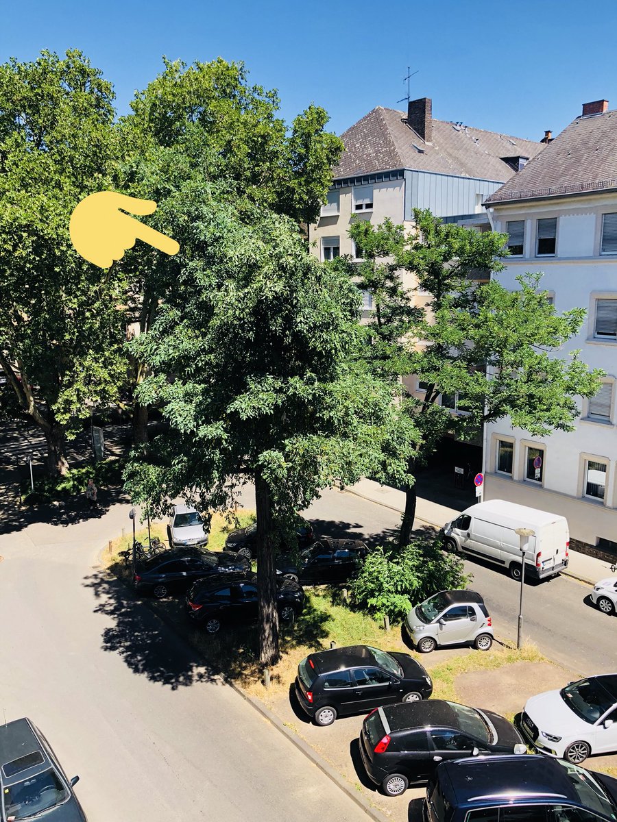 Diese Baumkrone ist durch den Sturm gestern in Mitleidenschaft geraten und droht abzubrechen <a href="/Polizei_KO/">Polizei Koblenz</a> - an wen muss man sich wenden um weiteren Schaden zu vermeiden? Südallee 54 in Koblenz. Dankeschön.