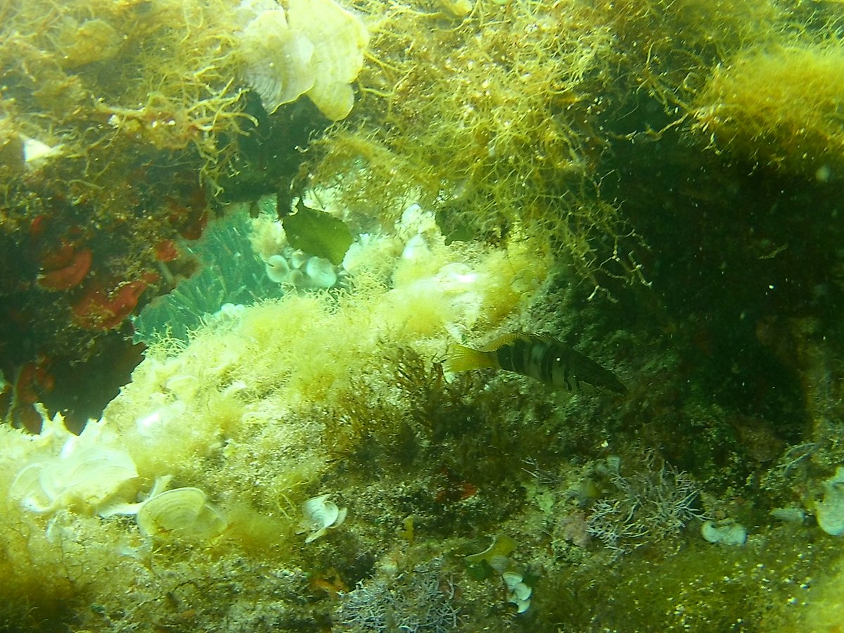 Guillemercal's tweet photo. Jardí submarí. @MenorcaScuba @binibeca_diving https://t.co/ltE59mRrzy