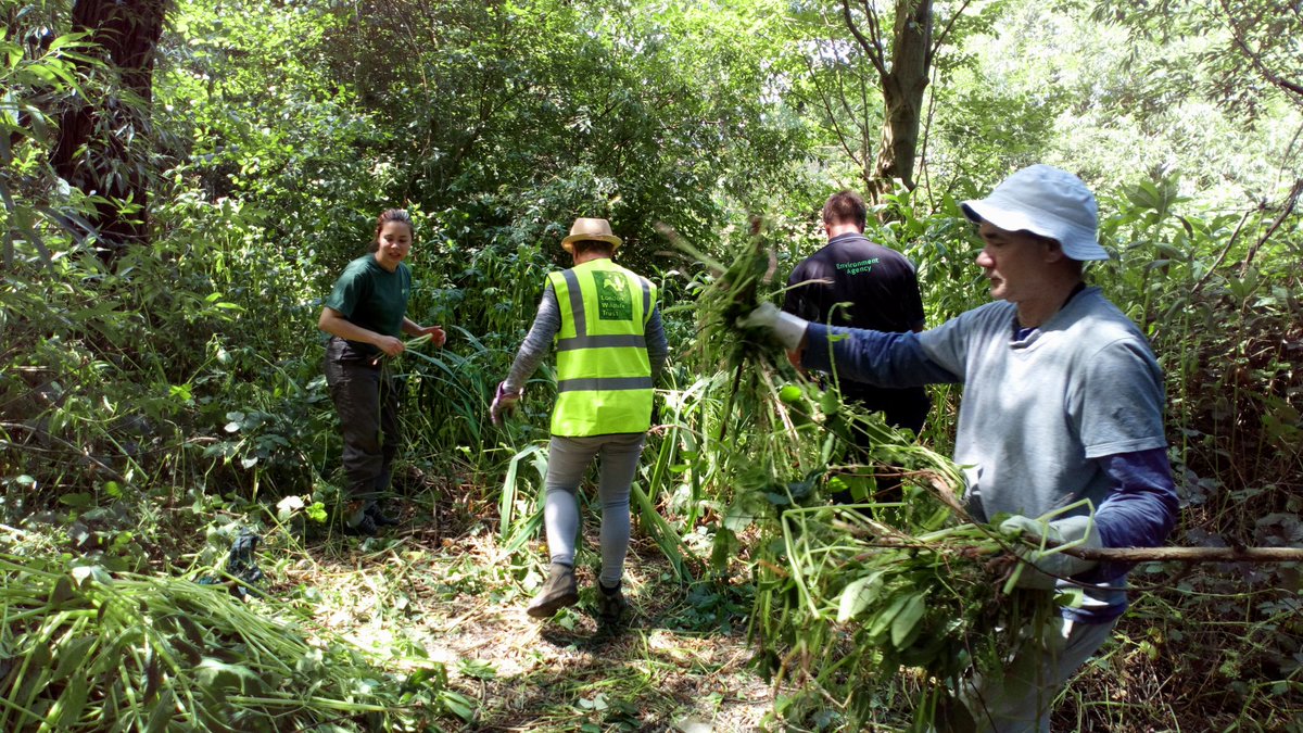 YourRiverBrent's tweet photo. Best fun ever! bashing Balsam at #WelshHarp #WestHendon ..caught before seeding! And litter picking too.. Still an hour to join us.. Come and find out all about INNS & @EnvAgency #trashscreen #EAOps here for questions and tour! https://t.co/cye3sXeg51