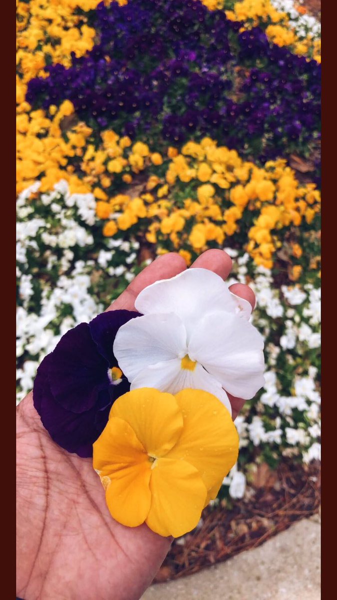 AhlamMostghanmi's tweet photo. الصبر  هو القبول الهادئ بأنّ الأمور  يمكن أن تتحقق بترتيب يختلف عن الذي تظنه في عقلك .
" القبول الهادئ " لما قدره الله لك ، هو قمّ�� الإيمان ، لذا جزاؤه الطمأنينة .🌼🌻🌼 https://t.co/P2Kz1TNY7o