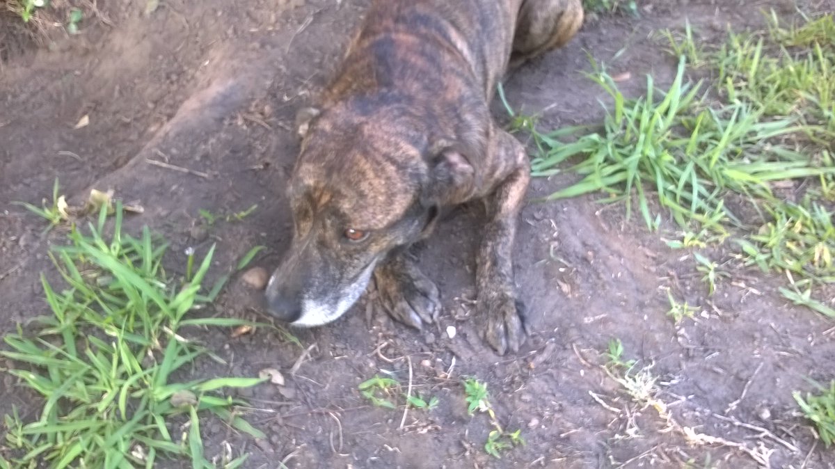 tammy4u2nv's tweet photo. I had to save a baby bird this morning from my Mojo.....we rolled in the grass.....and he's NONE TOO HAPPY ABOUT IT!! #puckeredUP (fuck it, leftover pork chop as a peace offering....can't have my Mojo mad at me!) #briberylove https://t.co/i0PgRBF9op