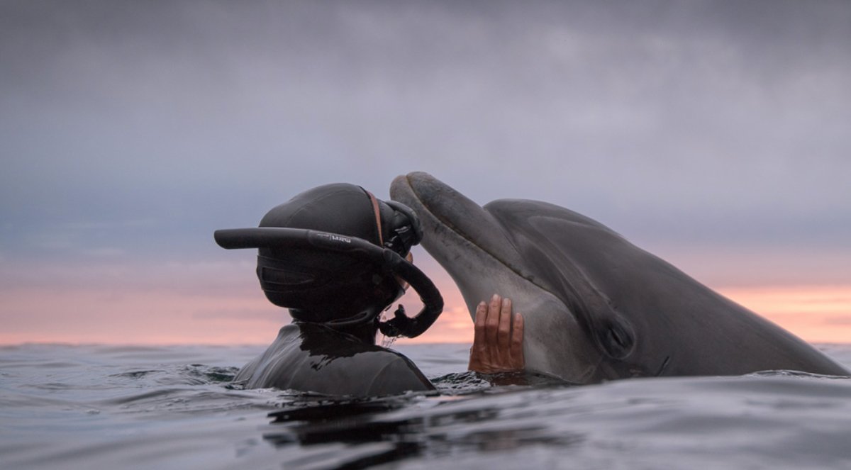 Surfears tweet media