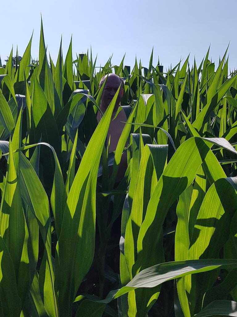 beancounter1967's tweet photo. Just checking to make sure it is knee high ! #HappyCanadaDay Best part of field - large areas of moisture stress. #doingaraindance https://t.co/E5ydn63rJw