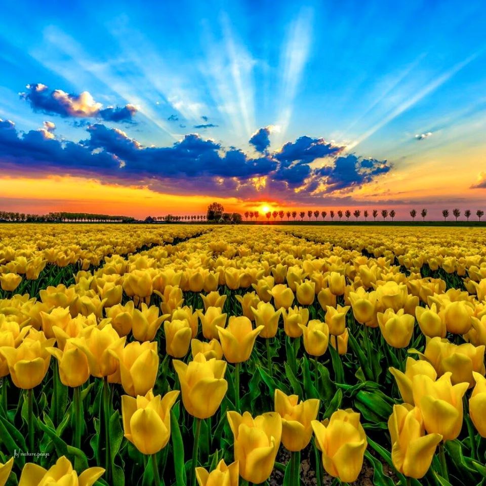 ★✴☾✰ Lindo e abençoado Domingo a todos os amigos e seus familiares. Que vocês tenham um descanso merecido neste dia com muita alegria, energias positivas, sempre com paz e saúde. ★✴☾✰