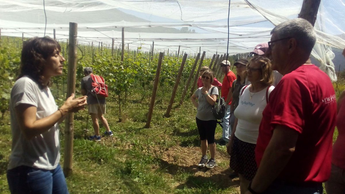 GobAragon's tweet photo. Tras visitar Santa Maria de #Espierre, han llegado a la finca de la Viñuala, donde se encuentran las viñas más altas de la Península en clima frío. Allí, el vino mejora en aroma, en extracción de taninos y en color. Lo ha explicado Pilar Gracia, de Bodegas Bal Minuta @ordesa100 https://t.co/NG4Yateq4P