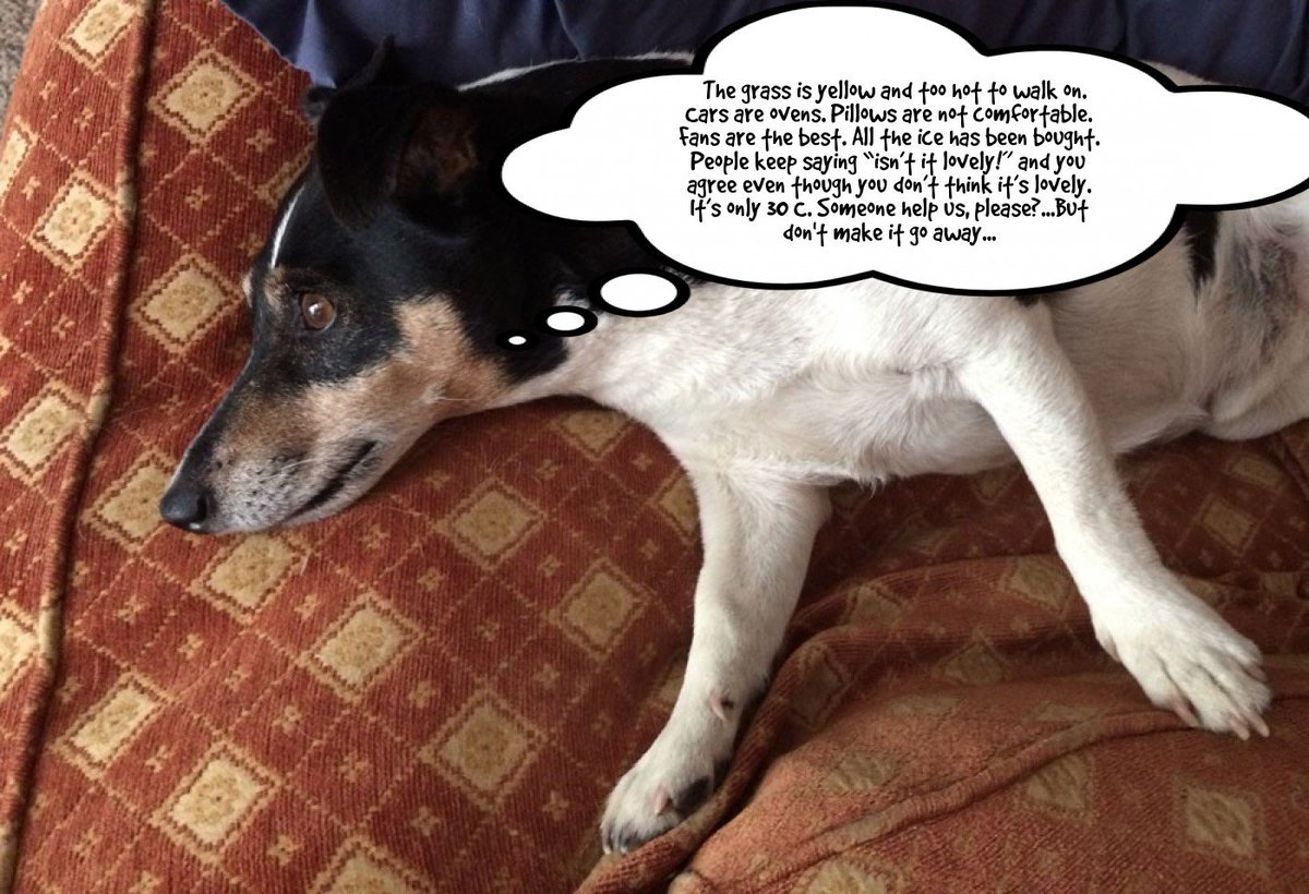 gifadog's tweet photo. Gifadog has a #verybritishproblem cc @SoVeryBritish https://t.co/1HEUZBd8Zn