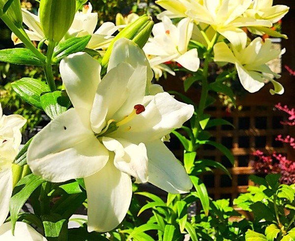 Canada Day Celebration &amp; Sale - mailchi.mp/0e420fe29294/c…