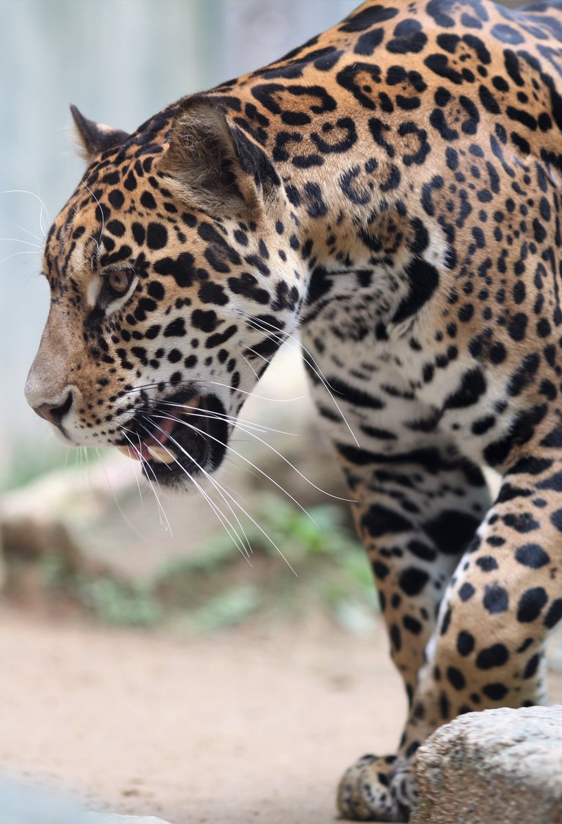 うにく Pa Twitter 小助 横顔もかっこいいぞ ジャガー 日本平動物園