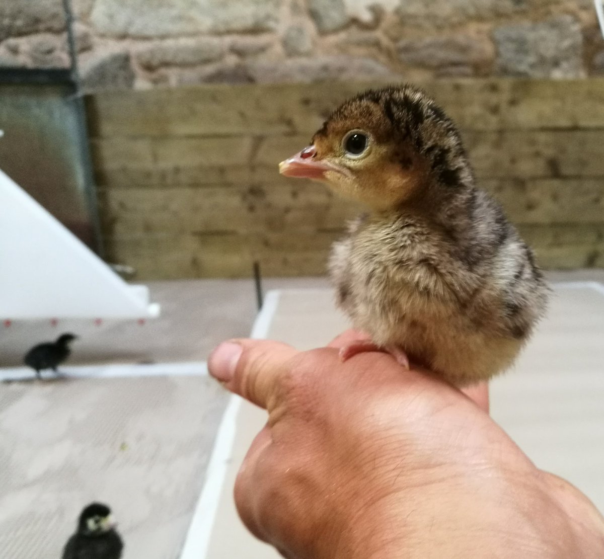 All hatched and the first few Tweets of the year are here  #TweetTweet #DayOld #177DaysTillChristmas