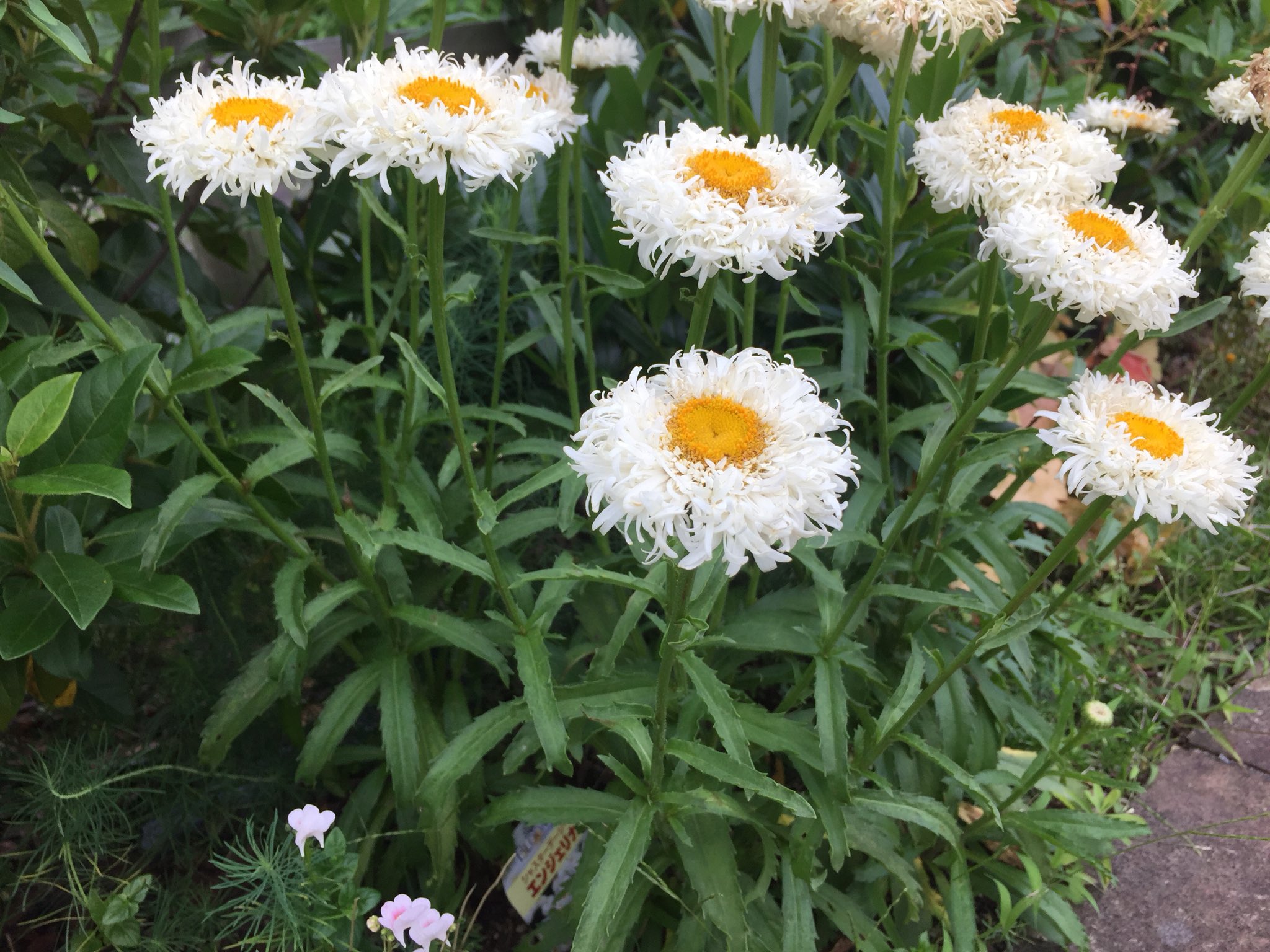 いさみ A Tuwita 今日のイチオシ ボリュームあって可愛かった シャスターデージー エンジェリナ 千重咲き T Co Dfxpkw1hp4 Tuwita