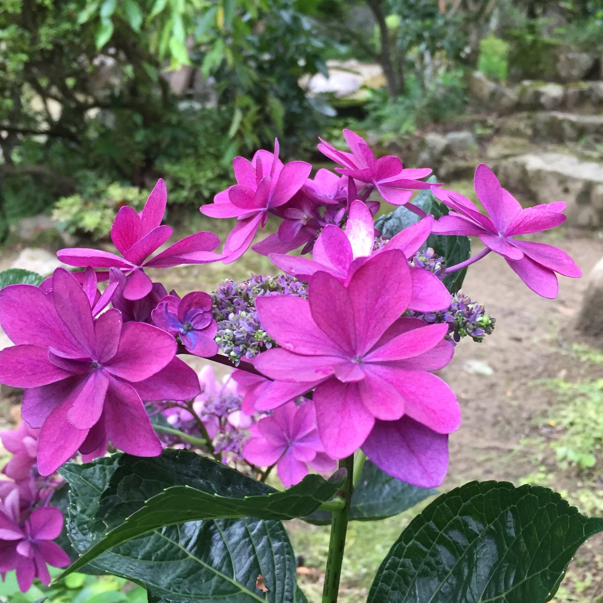 kougen_ji's tweet photo. 高原寺の紫陽花は日ごと成熟し、
深い色合いが楽しめます✨ https://t.co/3Spe2ZWgNt