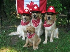 Happy Canada Day to all our Canadian dogs friends.♥️🐕🐾🙏🏻👍🍁.@Damienwheatley2 #dogtrainingdubai #loveyourdog #Positivereinforcementtraining #Canada #dubai