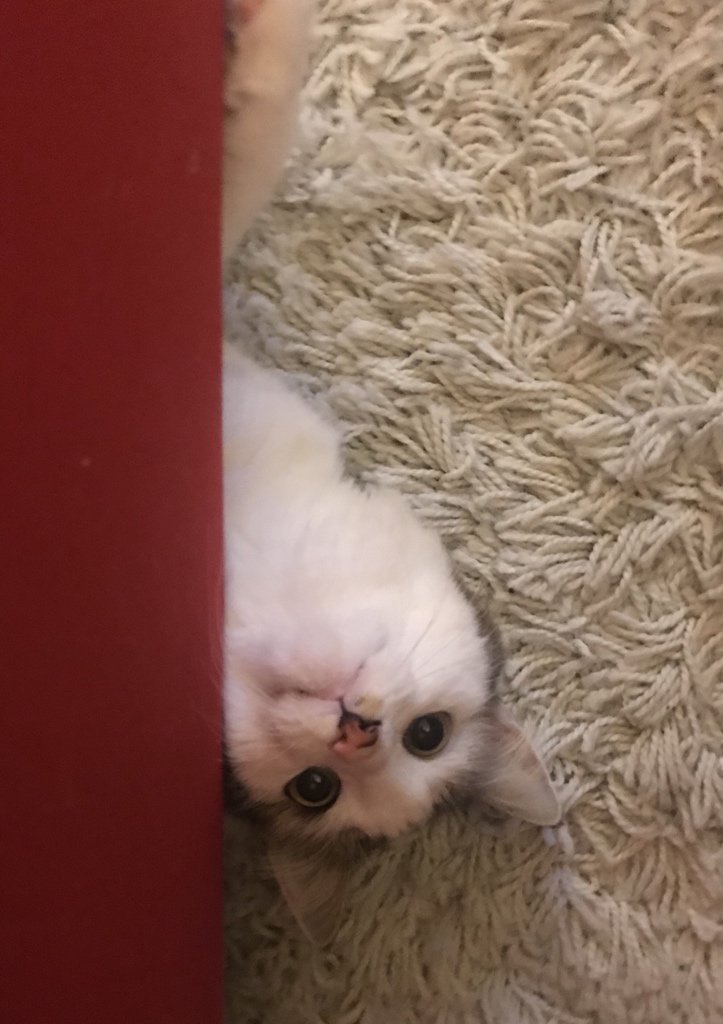 ’Sup! Who are you again? Oh yeah! Play with me! Is it dinner time yet? I’m under the couch. I don’t know why. Play with me! Why am I upside down? Meh, it is what it is, mkay? Is this angle alright? Check with me before posting, yeah? I wanna play. Now. Bitch, don’t make me move.. https://t.co/U8xQirsR34