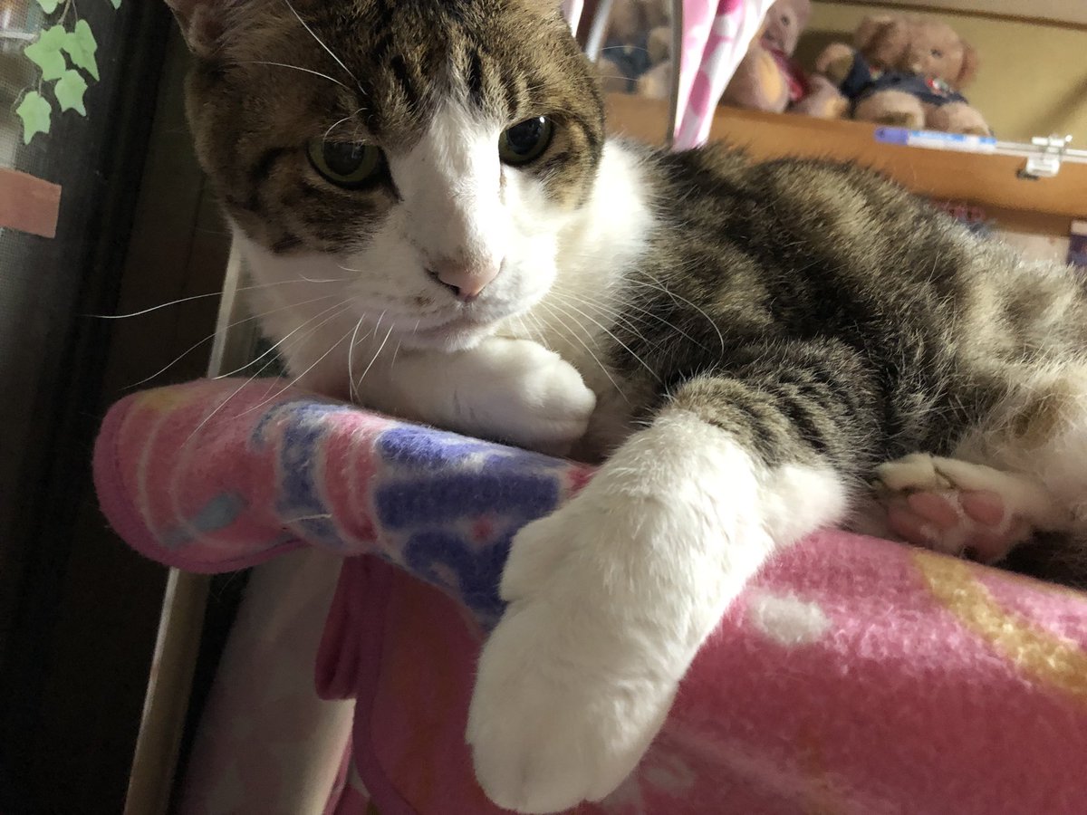 あつこ 今日はおるしゅばんお利口やったにゃ ご褒美はにゃいのかにゃ えらかったね ひとりでごはんたべてたね 完食してた お留守番嫌いな猫