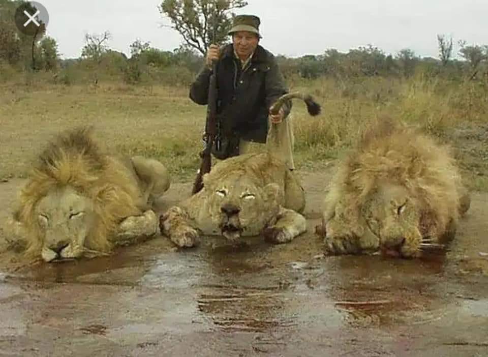 CBTHunting's tweet photo. STOP THE KILLING! Lions are being murdered for “sport”. Their numbers have plummeted. We could soon lose them forever. RT/share if you want a ban on trophy hunting #rememberCecil #bantrophyhunting https://t.co/YQEy5LBmnV
