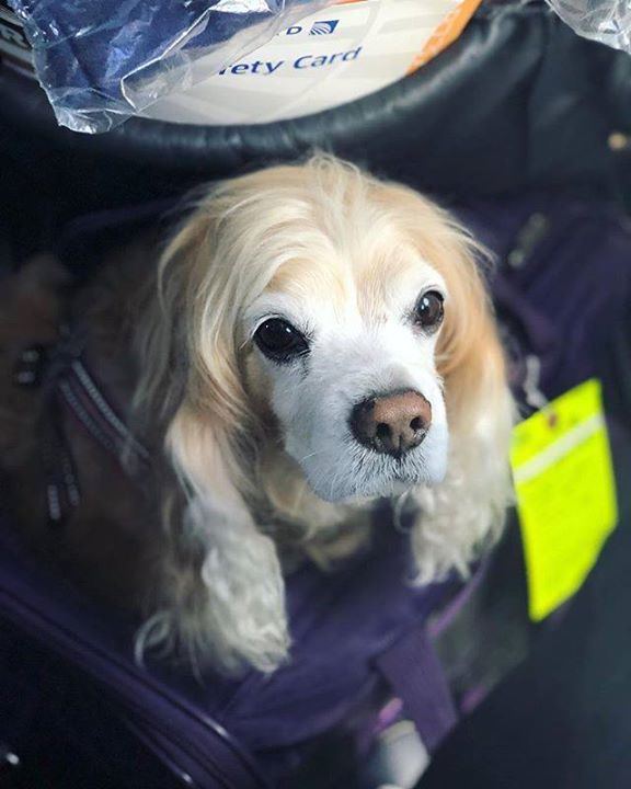 thebabypumpkin's tweet photo. When you’re waiting for them to activate in-flight wifi and don’t know what to do with yourself... Flying to Chicago and celebrating my 11th birthday! #bptmblr #bpfb | posted by @thebabypumpkin | https://t.co/wWy63kekFx https://t.co/kizLfvBvRE https://t.co/wtMR7BU13C