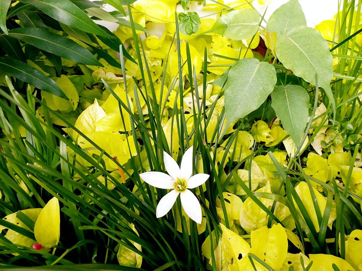 Snow white in a Mini jungle..
.
.
#PhotoOfTheDay #flowersturk #rsa_nature #kings_flora #flowerporn #nature_sultans #flowerstarz #macro_perfection #floralfix  #florecitas_mx #ig_flowers #floral_secrets #superb_flowers #floralstyles_gf #splendid_flowers #whim_fluffy #ip_blossoms