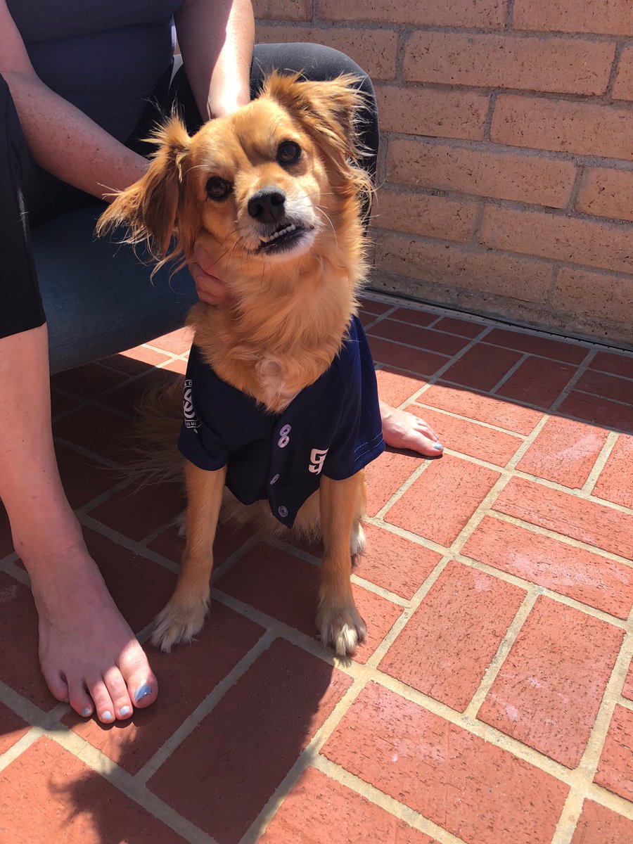 PatrickLaJolla's tweet photo. #padrespets https://t.co/hGTA1vXvT4