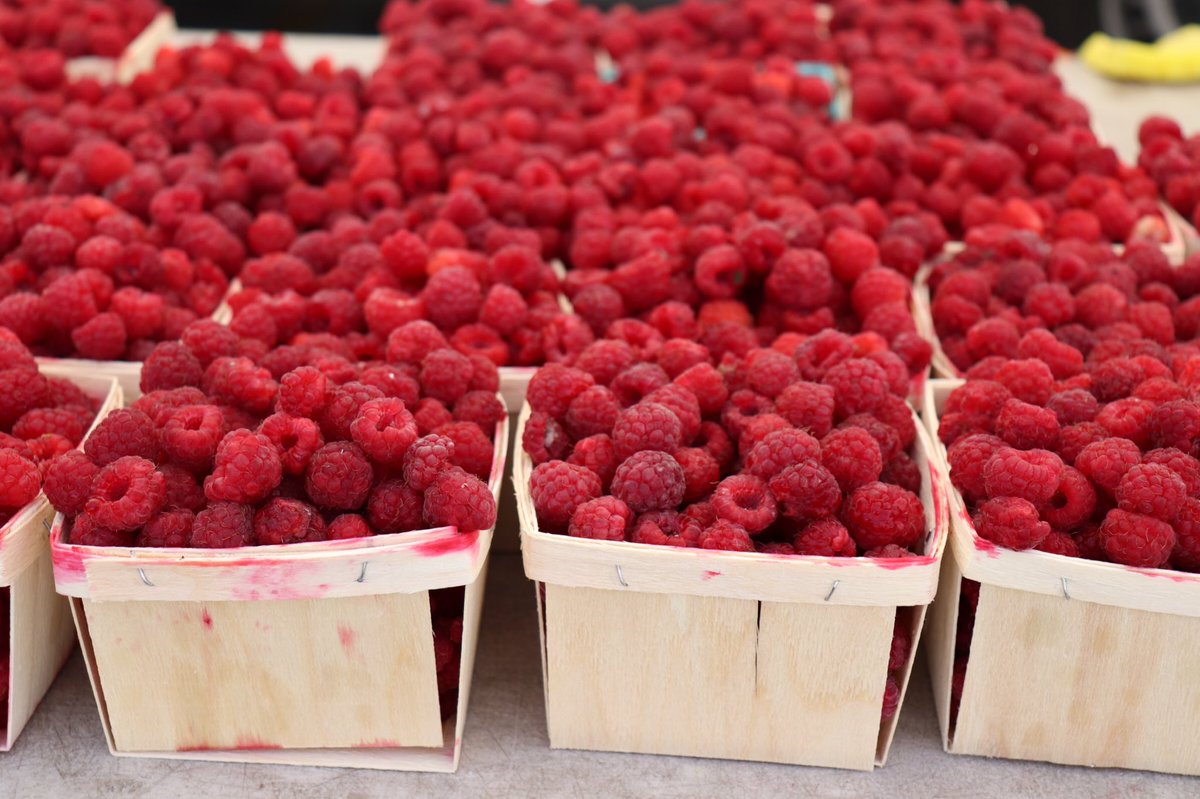 There is an abundance of delicious red raspberries at the market. Make sure to pick some up this Saturday!