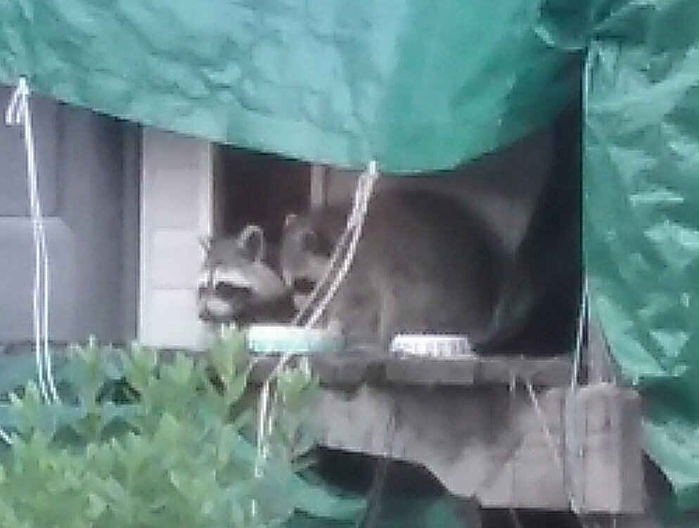 Kimmature's tweet image. #WhyIWork.  Cat food.   😑

@MavrocksGirl