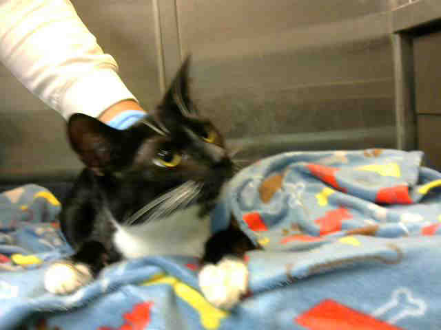 PeterAskin1's tweet photo. Absolutely the LAST CALL for lovely tuxie girl kitty "Rosaura" the #DevoreCA shelter! You must call/email now to /adopt/rescue/foster/save! To foster: https://t.co/vKpnxyjFys or adoption application:
https://t.co/sLqIMh949Q

https://t.co/Q3FWqmdcaI https://t.co/lparHEFotX