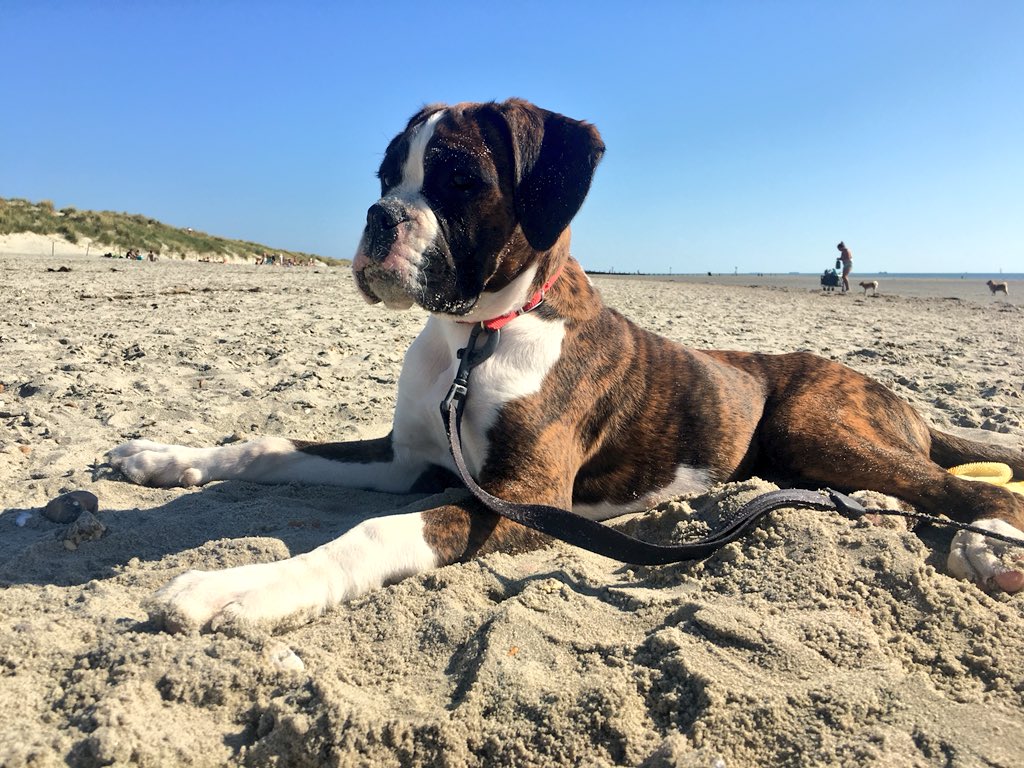 Trixie loved the beach last Tuesday xx 💗 #Boxer #Dogfriendlybeaches @dogcelebration @ThoughtsBoxer @BoxerFanClub @jenfox84  @DuranDuranDog @pastebbins @LucyFan4 @ChadDMBVOLS xx 🐾🐾💗