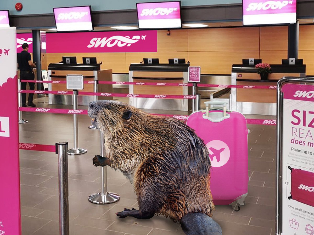 FlySwoop tweet media