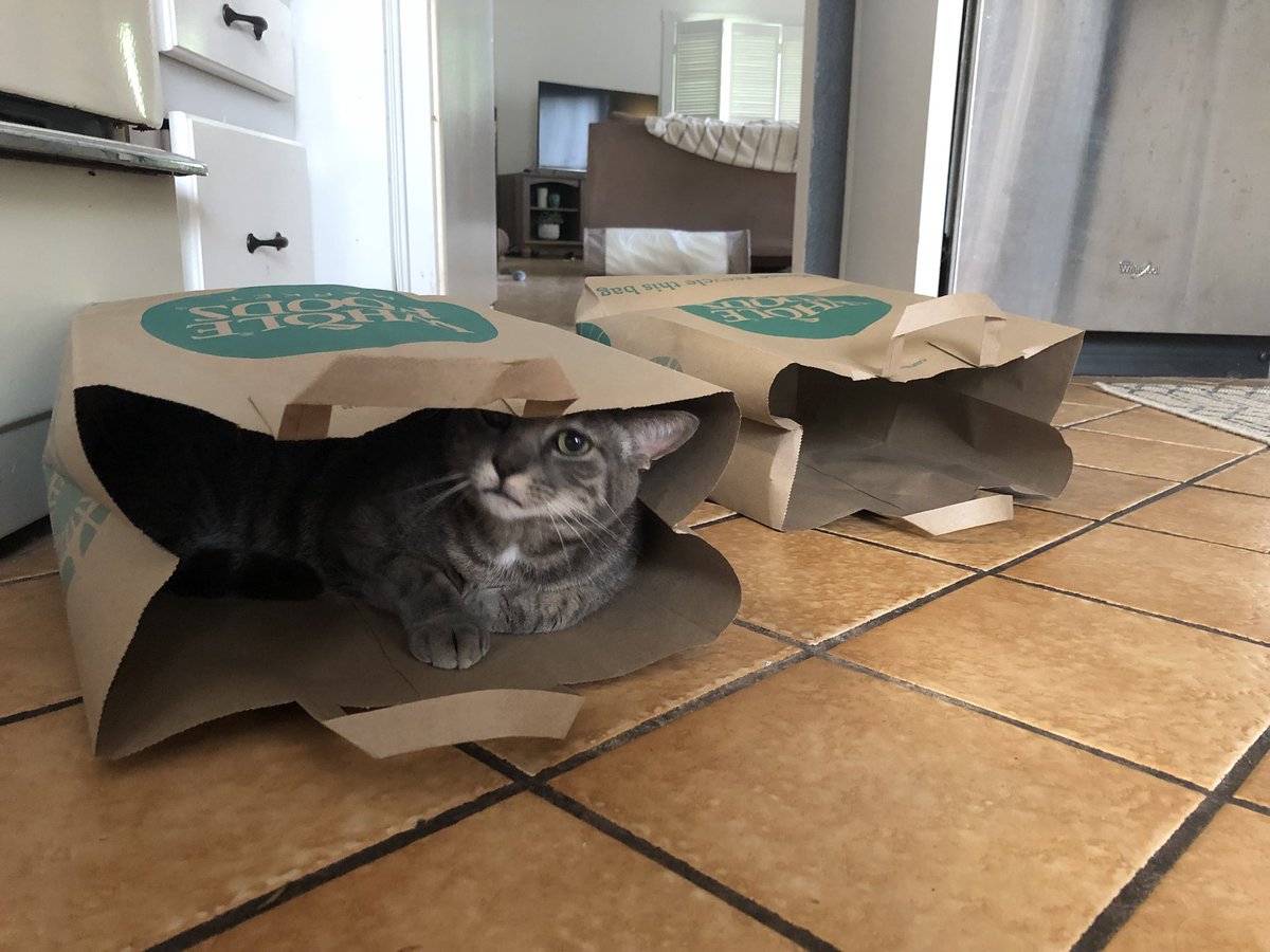 elyssawrites's tweet photo. @WholeFoods never change your bags. They’re better than toys apparently. #CatsInBags https://t.co/siiGFgJ0Xg