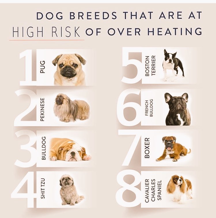 WalkingNi's tweet photo. Please Be Careful With Your Dogs In This Hot Weather ☀️🐕 #DogsDieInHotCars #doggonewalkingni https://t.co/e4DqwqJivZ