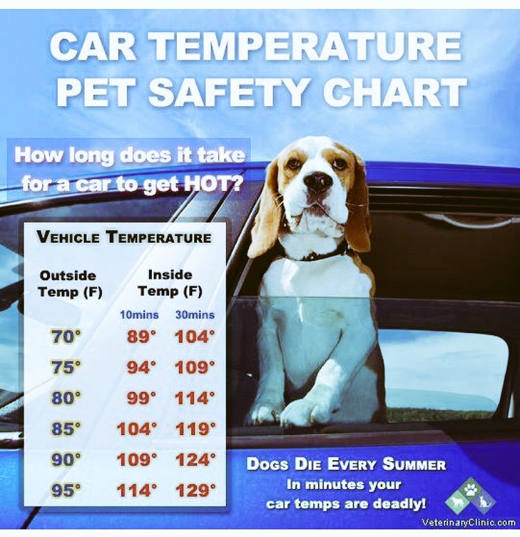 WalkingNi's tweet photo. Please Be Careful With Your Dogs In This Hot Weather ☀️🐕 #DogsDieInHotCars #doggonewalkingni https://t.co/e4DqwqJivZ