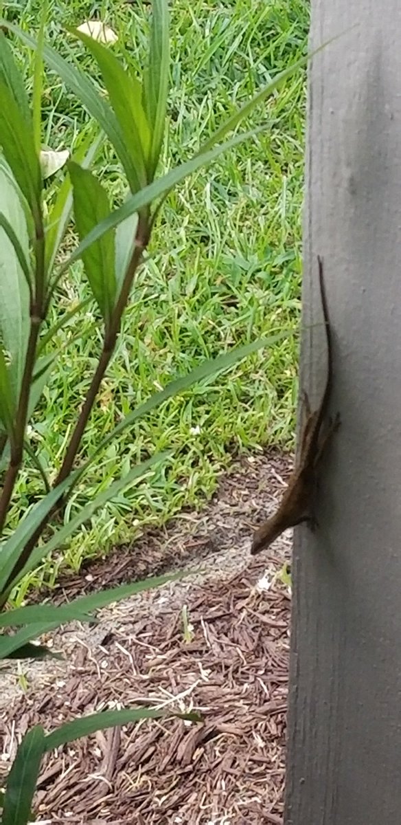 Jimmydreamsmb's tweet image. Hidding in plane sight??
#bugkiller #geckosrcool 
@EdPiotrowski @jamiearnoldWMBF 
@TommyCPhotogra3 
@reptiles