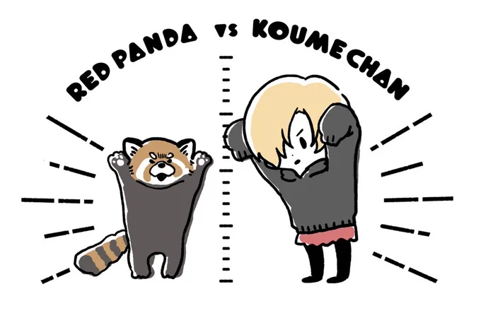 &gt;レッサーパンダと背比べする小梅  #odaibako_pachi_k背比べというより威嚇… 