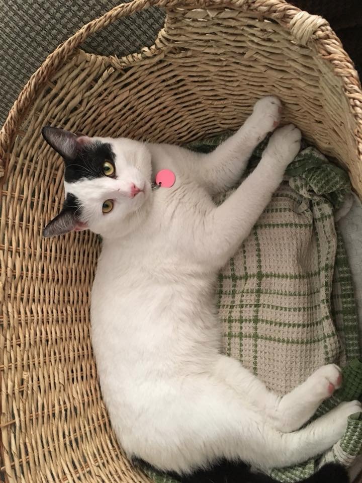 distrAnneouelle's tweet photo. #Peter_Pirate on his ice pack bed. Poor guy is #soooo_hot. But this is working! Brainy idea of his daddy. #Ottawa #Gatineau #OSCATR
@OttawaCatRescue https://t.co/Nd8y86mTcc