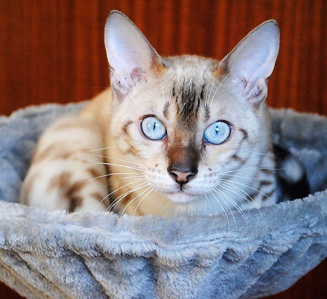 CatsMissing's tweet photo. 🆘HELP🆘#FindIslaBlue Female SNOW BENGAL #LostCat MISSING since Monday 25th June 2018 from #Prescot #Merseyside L35
AFTER BEING ATTACKED BY A DOG‼NEEDS FINDING FAST ‼
SPAYED & MICROCHIPPED #ScanMe #MissingCatsUK
FB▶https://t.co/MxYIsSazle
@DoglostUK▶https://t.co/pm4GeRYQ1N https://t.co/7Yr4j7bM5k