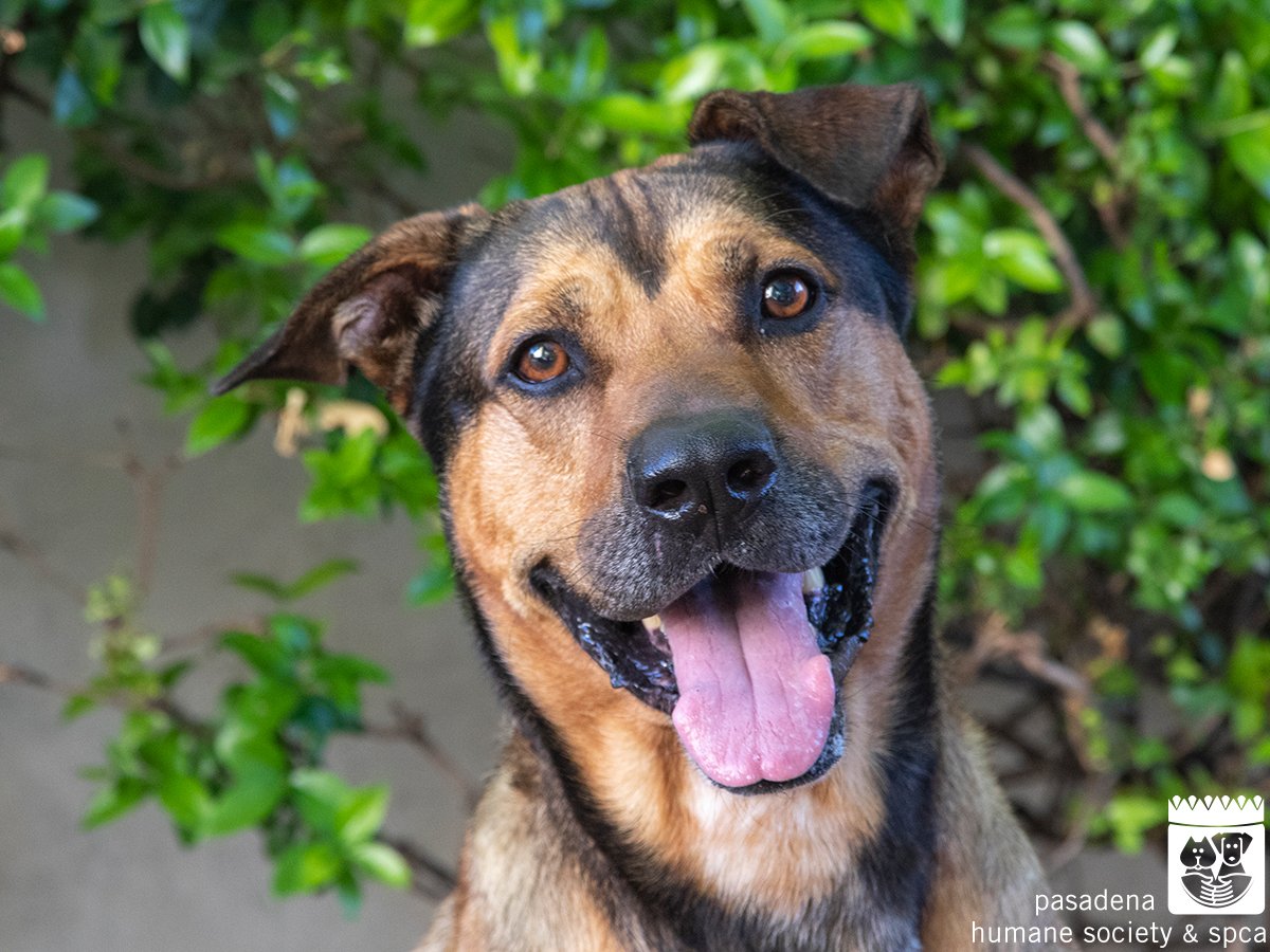 Pasadena Humane tweet media