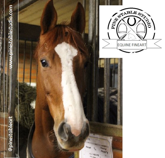 Spread garlic husks in your #horses bedding to repel flys. It works! #equestrians