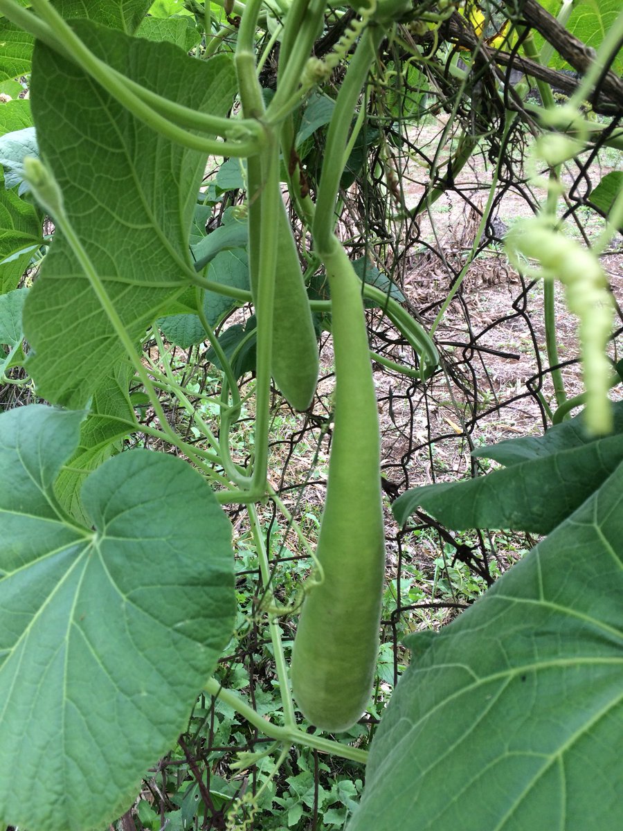Bulbarelabio's tweet photo. Nueva especie de calabazos llamados charrascas o powder horn, los cuales se utilizan mucho para hacer unos instrumentos musicales llamados “Wiros”. #bule #gourd #HechoenMexico #artesanal https://t.co/Mpxh6IHGdv