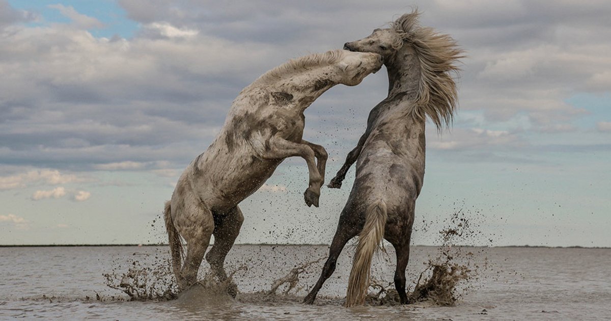 pixbufhq's tweet photo. The Winners Of The Nature Conservancy Photo Contest 2018 Has Just Been Announced, And Some Of Them Will Make You Think https://t.co/T0yTLUhQRn https://t.co/RKKLEetzv1