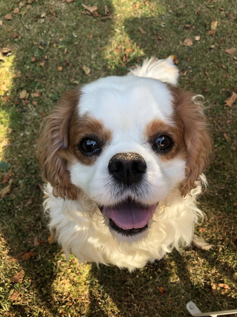harveybones's tweet photo. Mum and dad are back from their holibobs and have fired up the BBQ! #bbqface #bbqutensilsface Normal service has resumed!👍😋 https://t.co/oSs73TRmWt