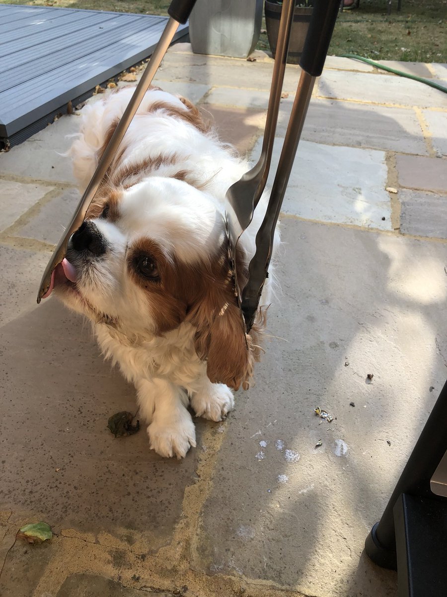 harveybones's tweet photo. Mum and dad are back from their holibobs and have fired up the BBQ! #bbqface #bbqutensilsface Normal service has resumed!👍😋 https://t.co/oSs73TRmWt