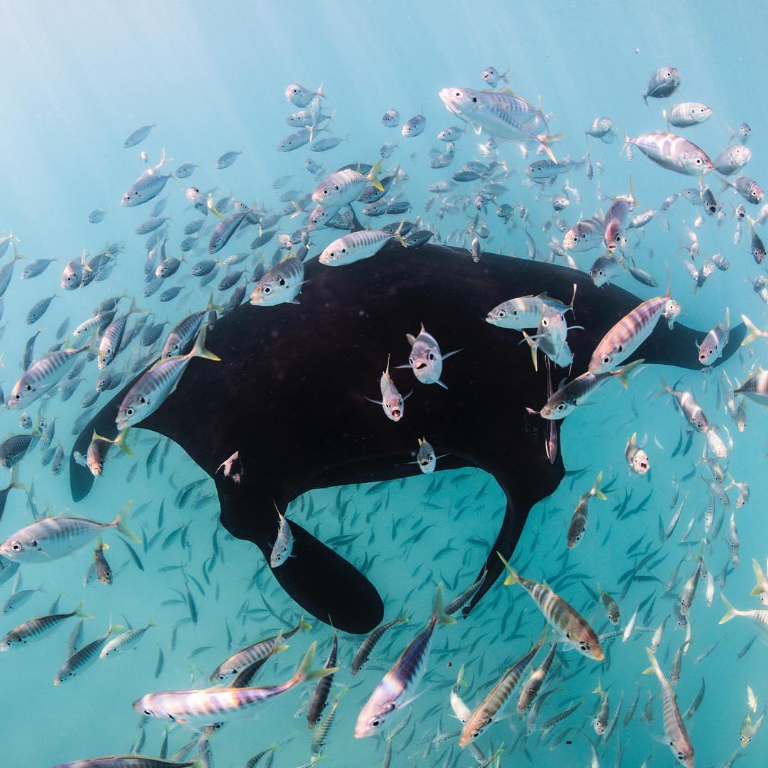 Just your standard day in Coral Bay right now 🐟🐠 Pic: alexkyddphoto/IG <a href="/thecoralcoast/">WA's Coral Coast</a> #justanotherdayinWA