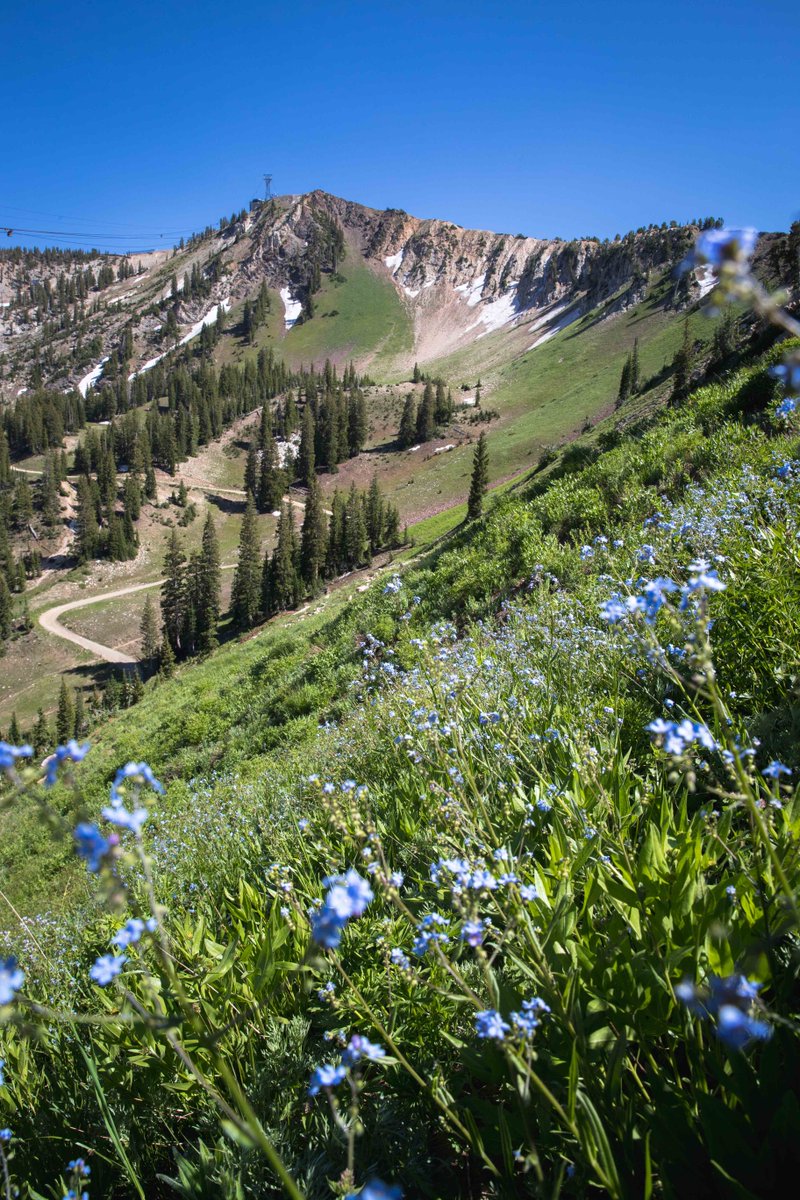 Snowbird's tweet image. Don't know if the cirque is more intimidating in the winter or summer.
📷: @Chris_Segal